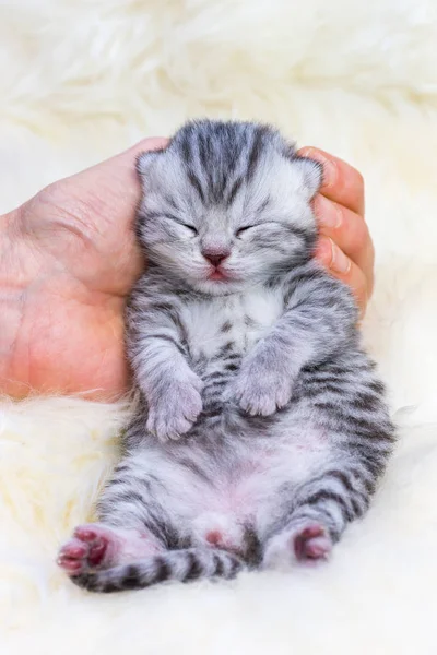 Pasgeboren kat slaperig in de hand liggend op bont — Stockfoto
