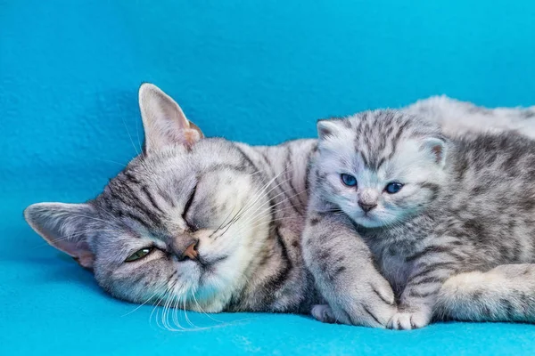 Mother cat lying with kitten on blue garments — Stock Photo, Image