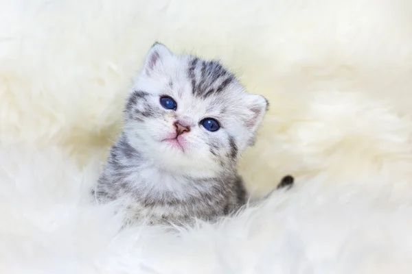 Tres semanas de edad gato joven sentado en piel de oveja —  Fotos de Stock