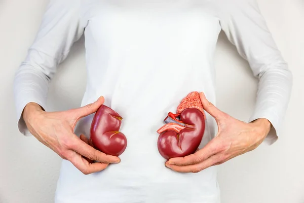 Woman holding model kidney halves at body — Stock Photo, Image
