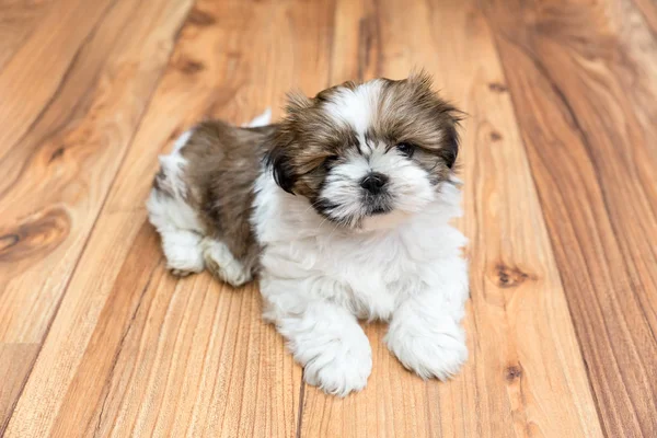 Parke yerde yatarken genç Chi Chu köpek