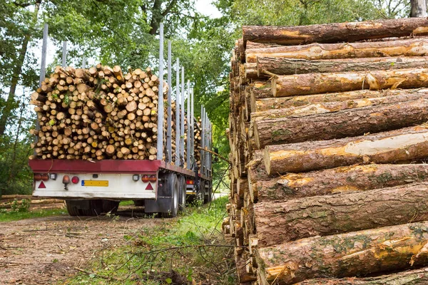 Truk dan trailer sarat dengan batang pohon pinus — Stok Foto