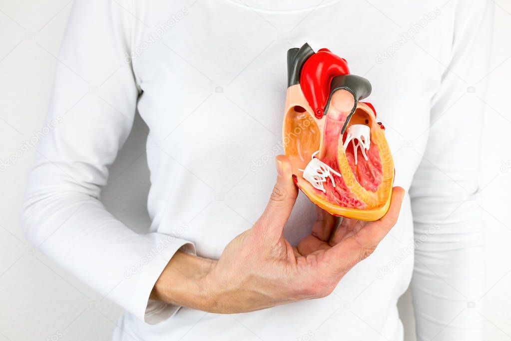 Hand holds human heart model at body