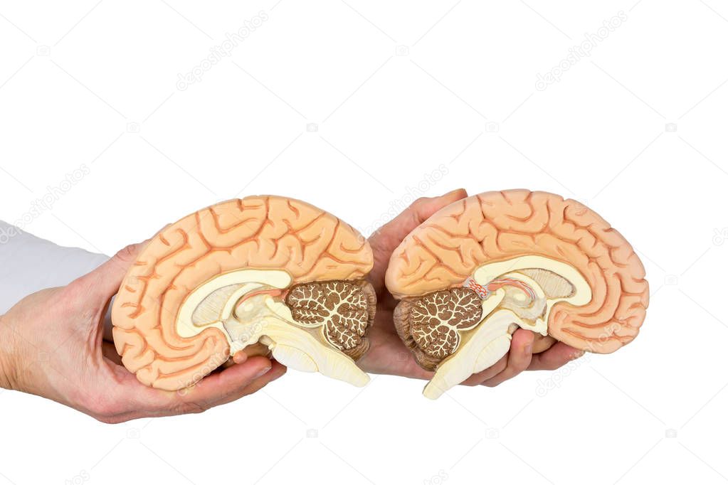 Hands holding model human brain on white background