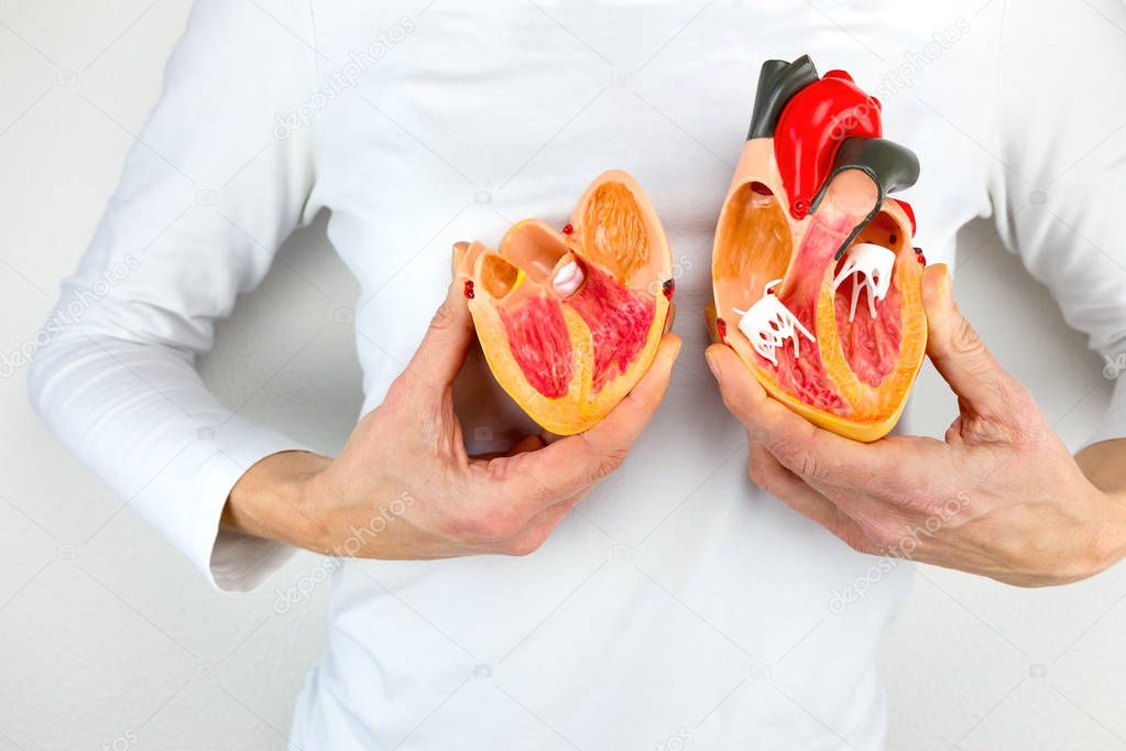 Woman holds model heart at white body