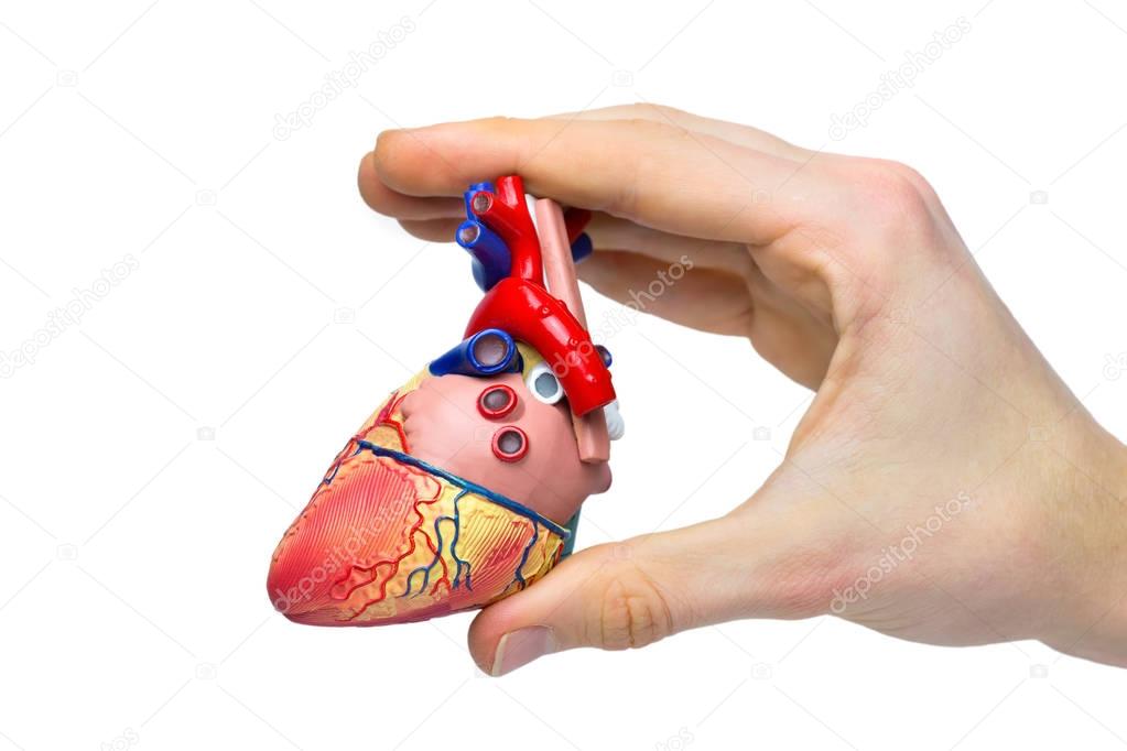 Hand holds model human heart between fingers