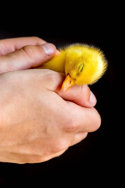 Sleeping newborn duckling in human hands — Stock Photo, Image