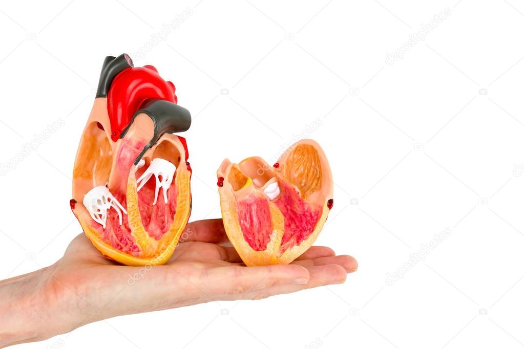Hand with human heart model on white background