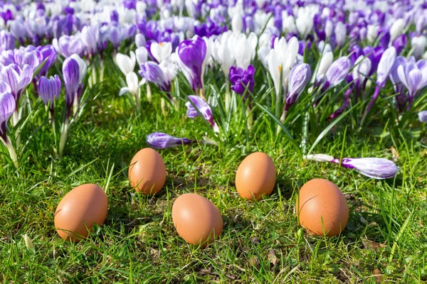 Five loose eggs lying near blooming crocuses — Stock Photo, Image