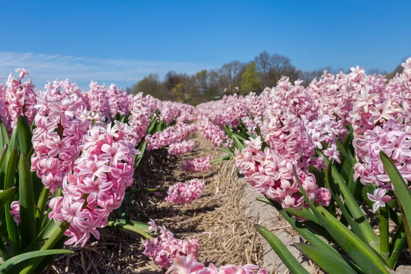 Поле квітів з рожевими гіацинти в Голландії — стокове фото