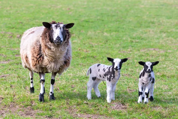 Mother sheep with two newborn lambs in spring — Stock Photo, Image