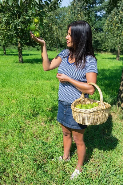 Donna in frutteto verde con pere e cesto — Foto Stock