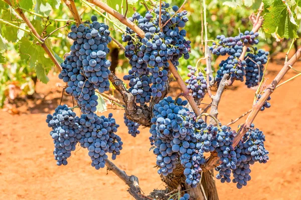 Grape plant with bunches blue grapes — Stock Photo, Image