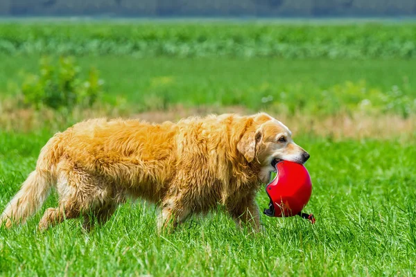 Собака в траве с защитным шлемом — стоковое фото