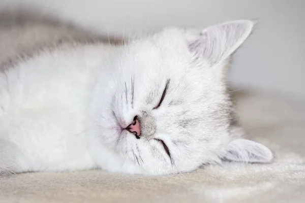 Close up jovem gato branco dormindo — Fotografia de Stock