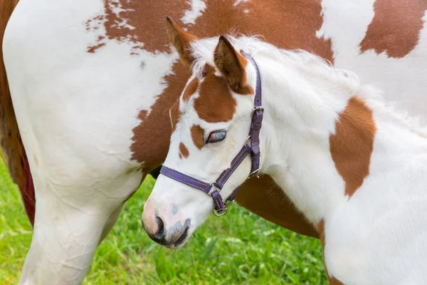 Newborn foal white brown with horse — Stock Photo, Image