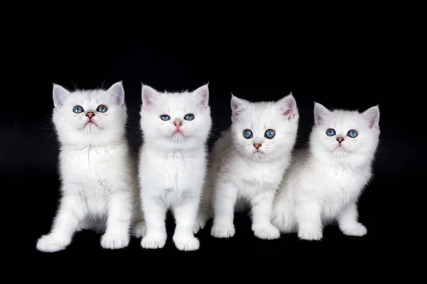 Fila de cuatro gatitos blancos sobre fondo negro —  Fotos de Stock