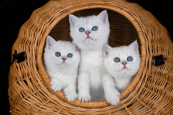 Tiga anak kucing putih di keranjang buluh — Stok Foto