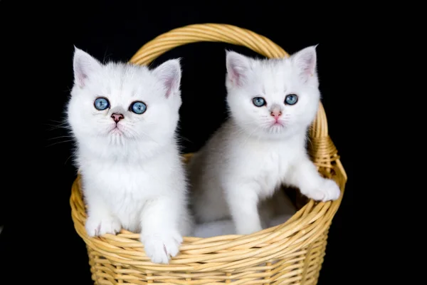 Dois gatinhos brancos na cesta no fundo preto — Fotografia de Stock