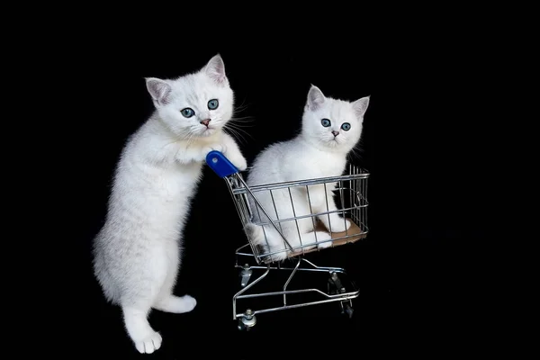 Two white kittens with shopping cart on black — Stock Photo, Image