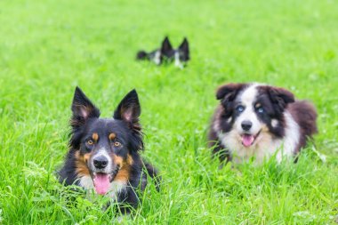 Yeşil çim yalan sınır collies grup