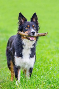 Çim sopa ile ayakta kenar kömür ocağı