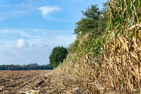 Поле з кукурудзяними стержнями та рослинами — стокове фото