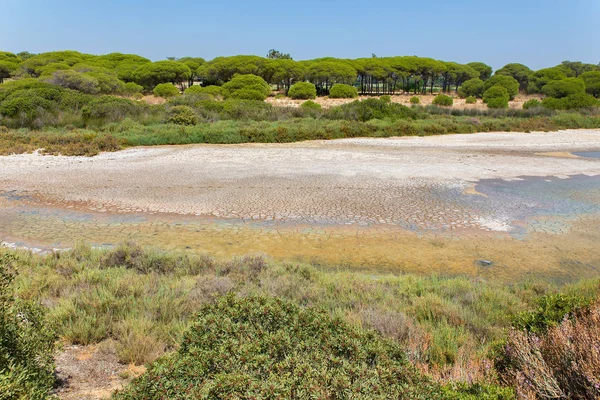 Yeşil bitki örtüsü ile sahilinde manzara