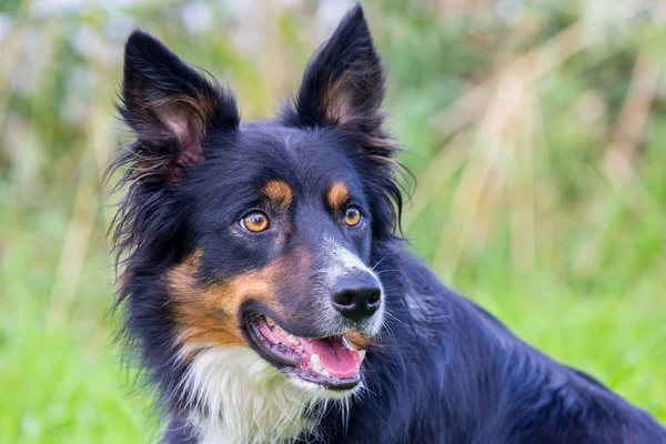 色ボーダーコリー犬の肖像画 — ストック写真