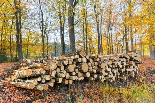 Stapel van boomstammen in vallen bos — Stockfoto