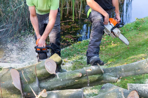 Two men sawing beech tree with chain saw — Stock Photo, Image