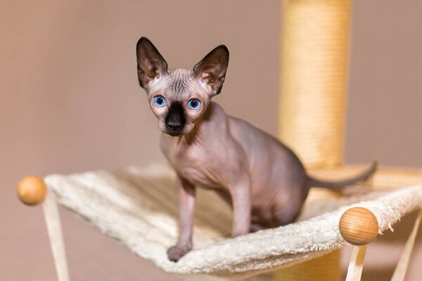 Young colorpoint sphynx cat in hammock