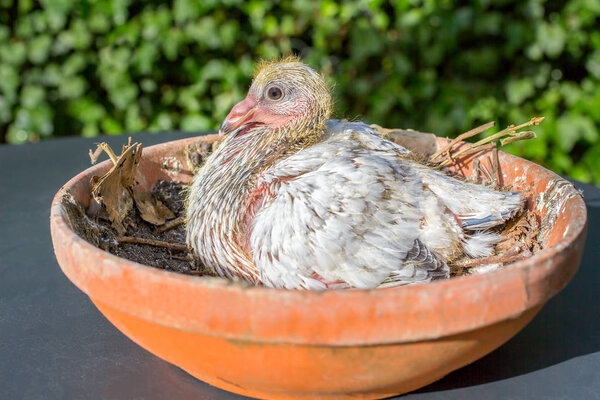 Young post pigeon in nest scale