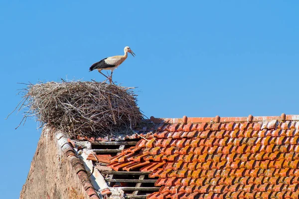 Cicogna adulta in piedi nel nido sulla costruzione — Foto Stock