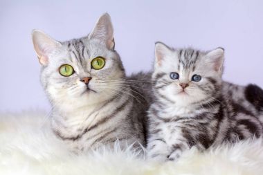 Anne kedi koyun kürk üzerinde genç yavru kedi ile