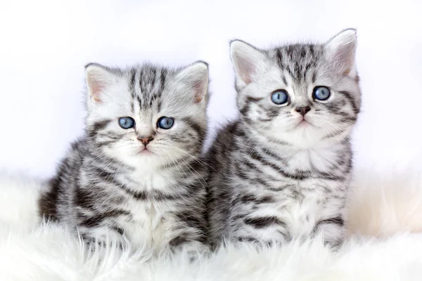 Close up two silver tabby kittens on fur — Stock Photo, Image