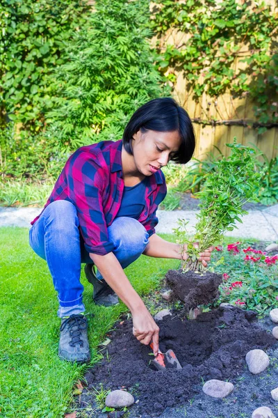 Colombian woman planting basil plant in garden soil — Stock Photo, Image