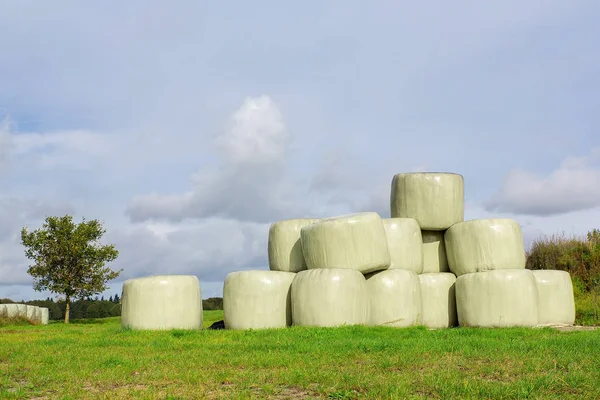 Group of hay bales in meadow — Stock Photo, Image