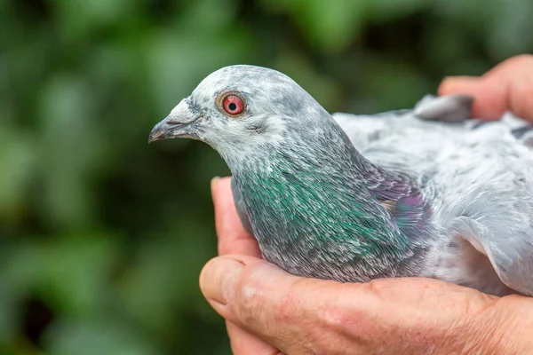 Mains tenant le pigeon de course dehors — Photo