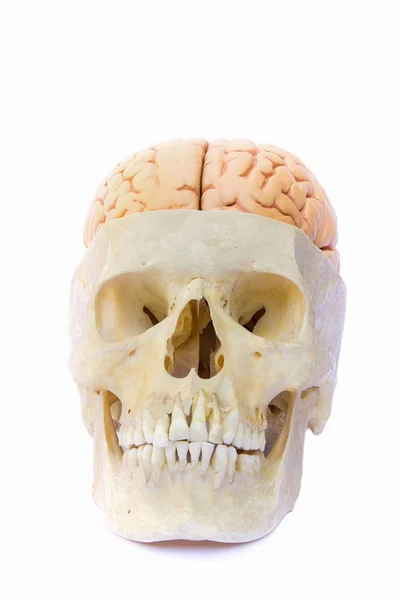 Calavera humana llena de cerebros sobre fondo blanco — Foto de Stock