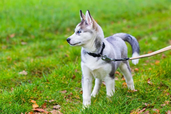 Na smyczy pies Husky stoi w trawie — Zdjęcie stockowe