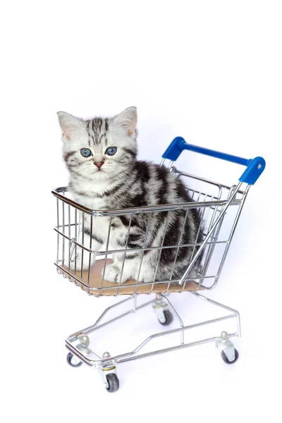 Silver tabby kitten sits in shopping cart — Stock Photo, Image