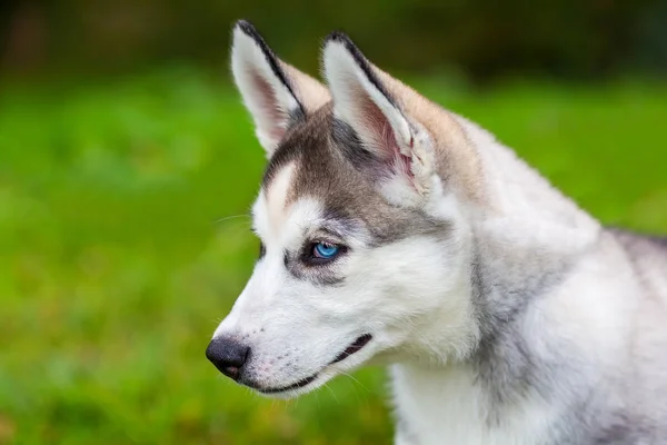 Młoda niebieskooka husky pies siedzi na trawie — Zdjęcie stockowe