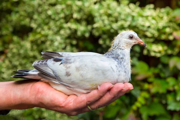 Jonge duif op hand buitenshuis — Stockfoto