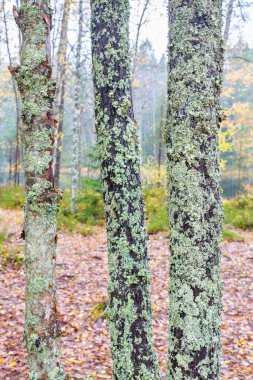 Ağaçların gövdeleri ormanla kaplı.