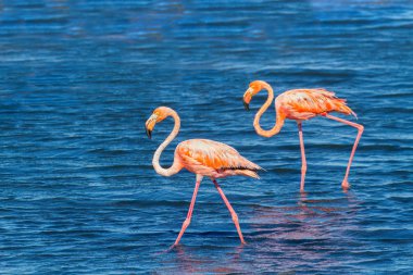 İki kırmızı flamingo sahilde yürüyor.