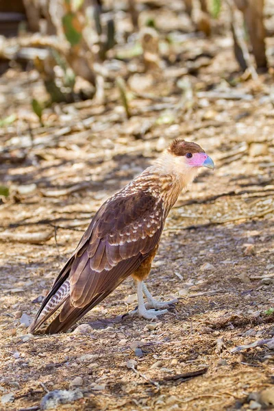 Caracara plancus ave de rapina no chão — Fotografia de Stock