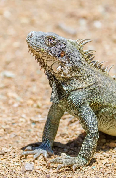 Sluiten van groene leguaan hoofd en voorpoten — Stockfoto