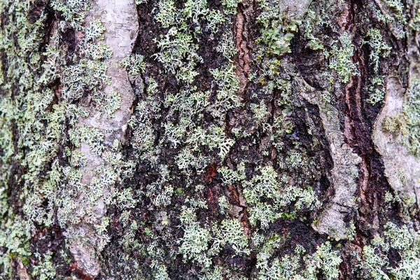 Szczegóły kora pnia drzewa z porostów jako tło — Zdjęcie stockowe