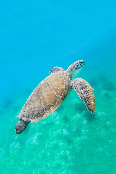 Tortuga verde nadando en agua de mar —  Fotos de Stock